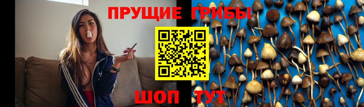 Галлюциногенные грибы Psilocybe Белгород